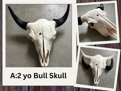 Finished Bison Skull