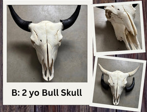 Finished Bison Skull