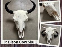Load image into Gallery viewer, Finished Bison Skull