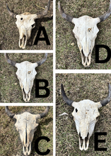 Load image into Gallery viewer, Bison Skull