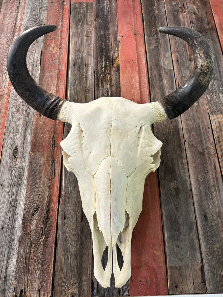 Finished Bison Skull – Bison Ridge Farms
