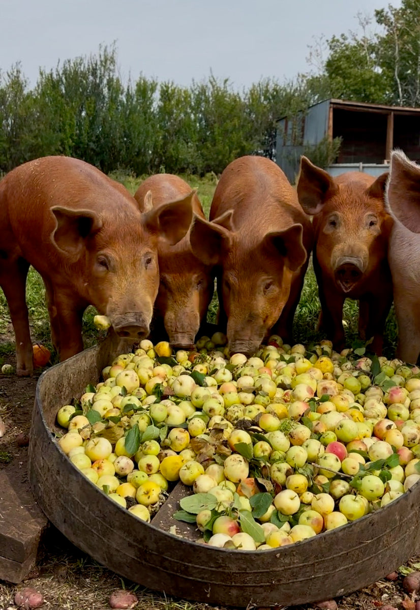 Pork Roast – Bison Ridge Farms