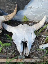 Load image into Gallery viewer, Bison Skull